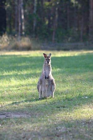 A wild kangaroo stands in bushland at Daisy Hill Conservation Park in Logan, Queensland